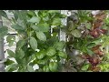 Greenhouse Greens Italy