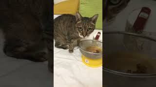 [心得/分享] 幫腎貓增進食慾 - 鹽酥雞誘食法