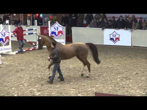 Ogano Sitte (webstallions.com)