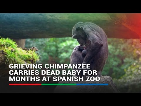 Grieving chimpanzee carries dead baby for months at Spanish zoo ABS-CBN News
