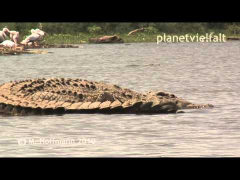 Riesige Nilkrokodile Crocodylus niloticus im Chamo-See, Äthiopien, Nile crocodile