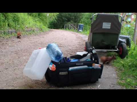 Hamburger Eichhörnchen in Hafennähe