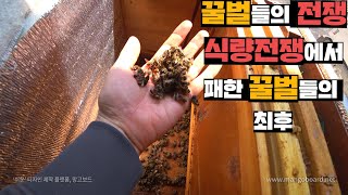 꿀벌들간의 전투 후, 처참한 벌통 내부. 식량탈취를 위한 꿀벌들의 전쟁