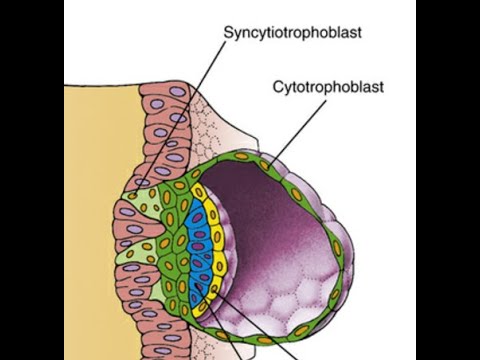 Embryology: (Wk4)(Winter-21): Embryo Implantation: meet the syncytiotrophoblast cells +