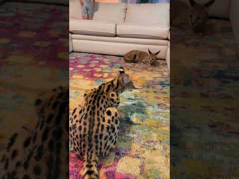 Serval vs Caracal Serval Hybrid kitten - Boys will be boys #cat #cats #kitten #floppa #sogga