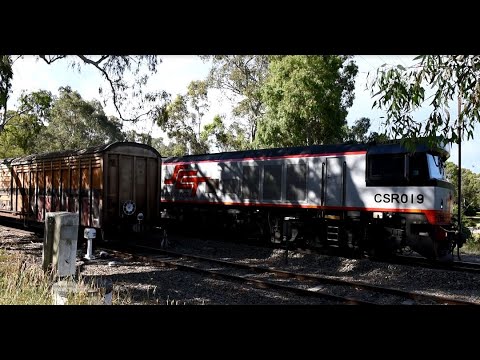 SCT Logistics 1MP9 picking up it's wagons at Petwood after a broken knuckle interrupted it's service