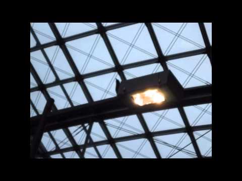 Hooded Crows / Nebelkrähen (Corvus corone cornix)