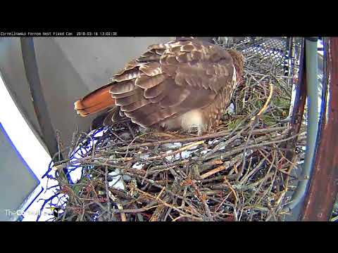 Big Red Lays First Egg Of 2018 On Red-tailed Hawk Cam!!! – (Fixed cam view) – Mar 16, 2018