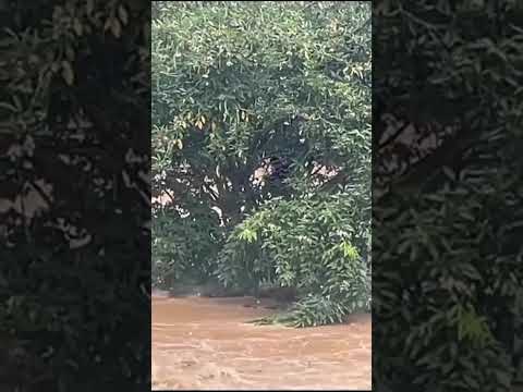 Crianças ficam ilhadas após abertura de barragem no RJ #jornalismo #urgente #new #enchente #shorts