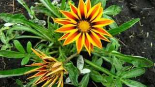 Mediaeval Baebes- Lick the Maypole