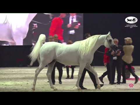 N 116 ALEXXANDERR   World Arabian Horse Championship 2022   PARIS   Senior Stallions Section B Class
