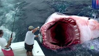 GIANT GREAT WHITE SHARK CATCH - real or fake?