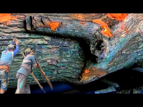 A giant tree branch was split, and the result was beautiful at sawmill 