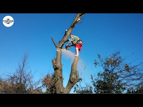 Idiots With Chainsaws: Tree Cutting Fails | Extreme Dangerous Logging Truck Fails #2