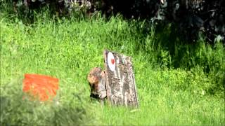 Shooting Kick Ass Exploding Targets with M&P15-22 - Max