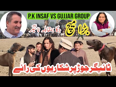 Jaga vs tiger big match | p.k insaf vs gujjar group | famous bully dogs | champion bully dogs