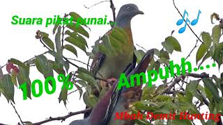 Download lagu Suara pikat Punai super jernih ..... mp3