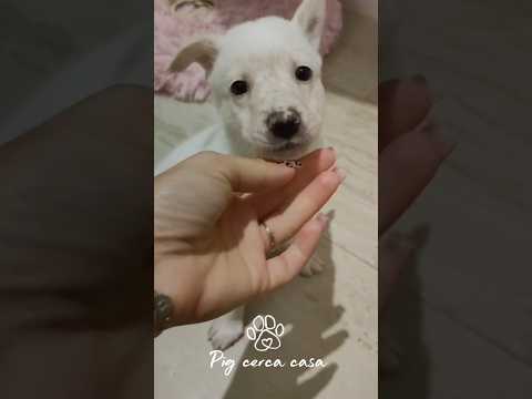 Regalo Pig Splendida Dolce Cucciola Cerca Famiglia 