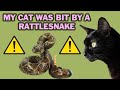 My Cat Got Bit By A Rattlesnake And Survived