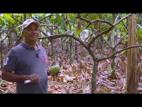 Unique Cocoa Varieties in the Dominican Republic