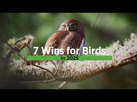 Top Wins for Birds in 2025