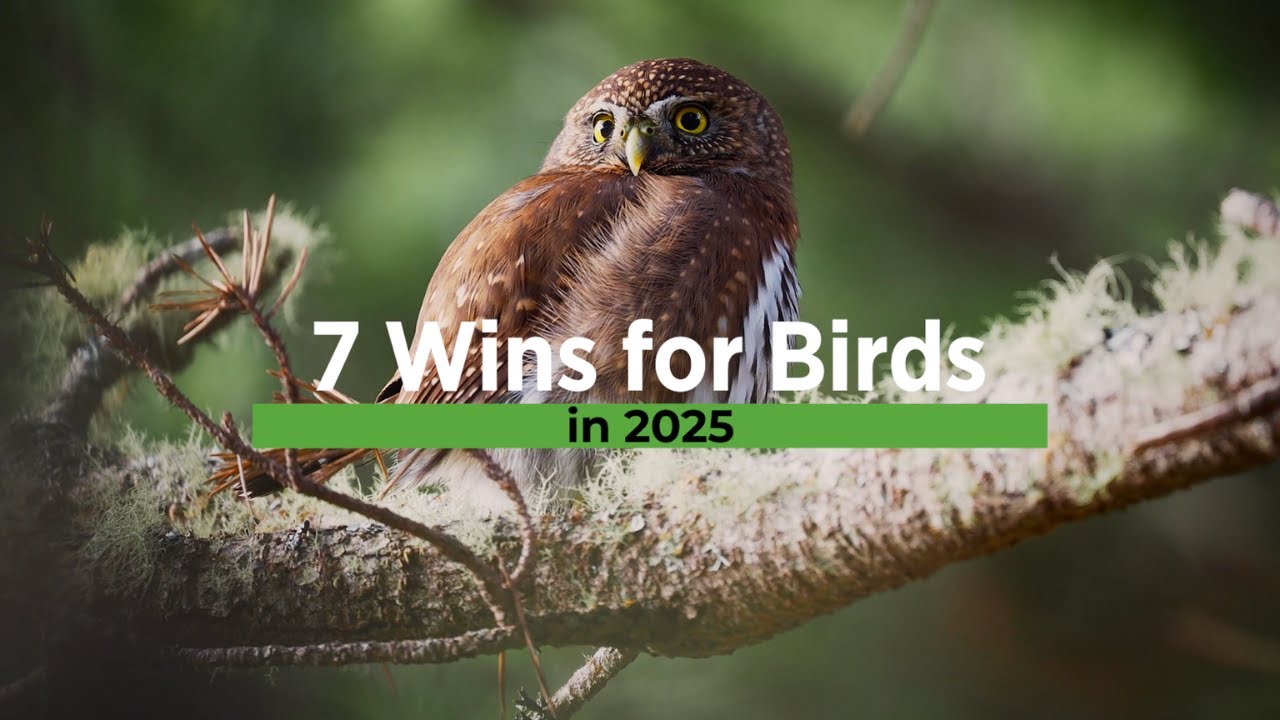 Top Wins for Birds in 2025