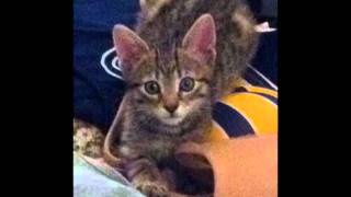 The lords of acid / the pussy song