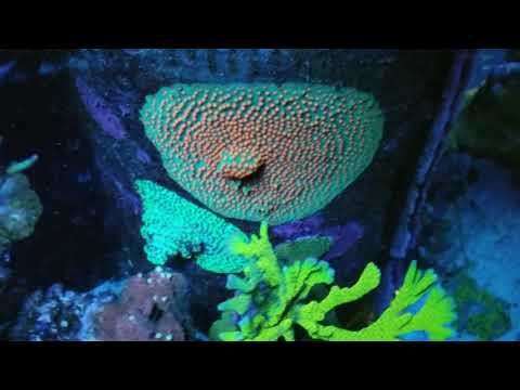 120gl reef tank/ Frag tank update!