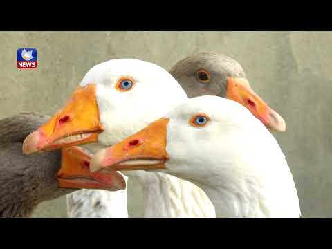 بەڤیدیۆ.. خواستێکی زۆر لەسەر کڕینی قاز ھەیە