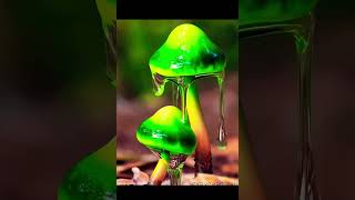 Download lagu Hebatnya ciptaan Allah 😍 #jamur #indah #mashallah mp3