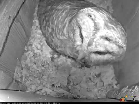 Late-Night Crayfish Delivery By Male Barred Owl – March 14, 2019