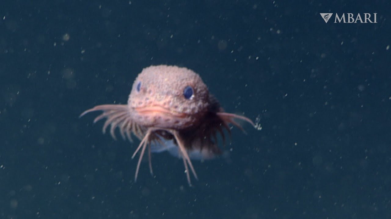 New Snailfish Species Found 3,268 Meters Below California Coast