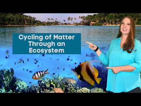Cycling of Matter Through an Ecosystem: Carbon Cycle, Nitrogen Cycle, Oxygen Cycle, and Water Cycle