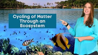 Cycling of Matter Through an Ecosystem: Carbon Cycle, Nitrogen Cycle, Oxygen Cycle, and Water Cycle