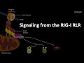 RIG I RLR signaling pathway