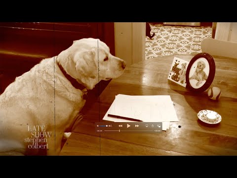 狗狗和我們一樣，也在努力消除社交距離。 (Dogs Are Struggling With Social Distancing, Just Like Us)