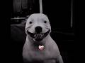 #edit #pitbull #cupcake #smile #dog #shorts