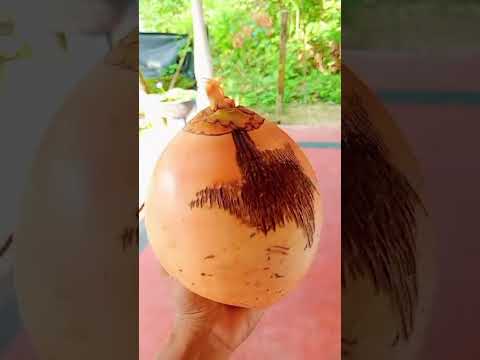 January 1st #minivlogs #flowers #shortsviral #gardenflowers #shortvideo #shorts