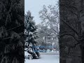 1st Snowstorm Of 2024 Snowday Snow Snowfall Pinetree Pretty Fy Winter White Ny Hamptons P
