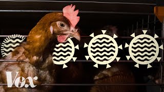 The next pandemic could come from factory farms