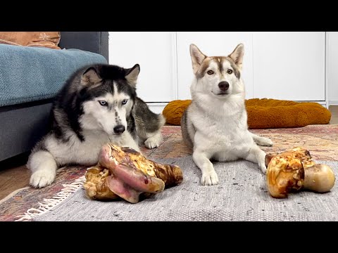 Dejó a los Perros Solos Con la Comida! Perros esquimales VS Huesos