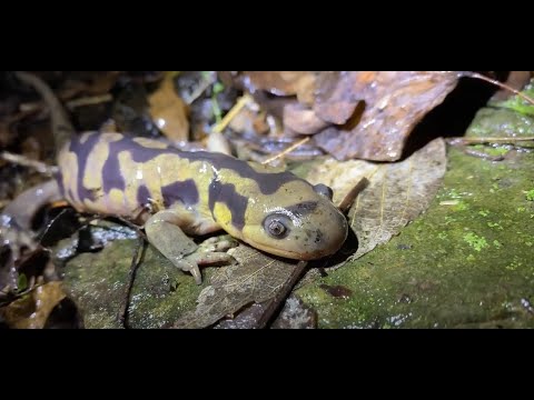 Mlok tigrovaný Ambystoma tigrinum vo voľnej prírode