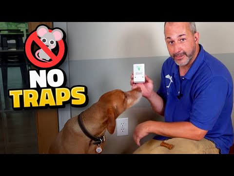 download lagu mp3 mp4 Rats In Basement, download lagu Rats In Basement gratis, unduh video klip Rats In Basement