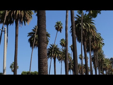 California Vacation Day 1 Pt. 1 | Arriving at LAX, Hollywood Tour, Driving to Anaheim
