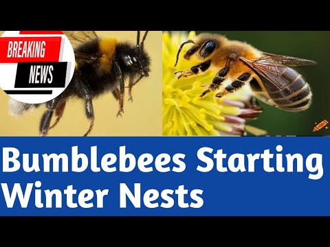 Bumblebees Starting Winter Nests at High Risk Due to Climate Change#ClimateChange #Bumblebees