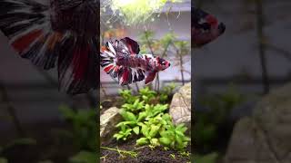 Download lagu Ikan koi betta raksasa yang semakin cantik #akuarium #ikan #bettafish #tangkiikan mp3