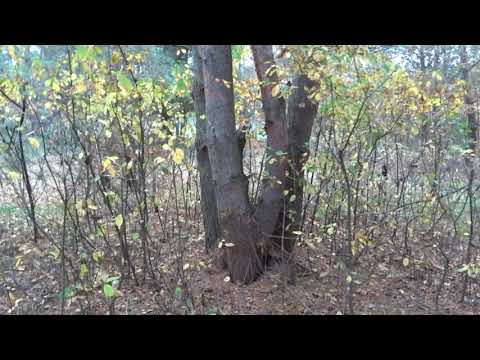 Masurenjaegerhof.de - Wilma sucht den Schaufler