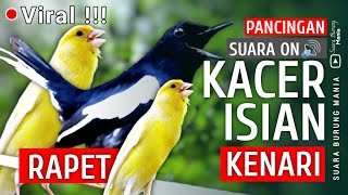 Download lagu 🔴Viral - KACER GACOR !! suara Kacer gacor full isian kenari | PANCINGAN MASTERAN KACER ISIAN🔥🔥🔥 mp3 Download lagu 🔴Viral - KACER GACOR !! suara Kacer gacor full isian kenari | PANCINGAN MASTERAN KACER ISIAN🔥🔥🔥 mp3
