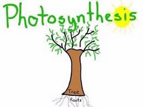 Photosynthesis in plants Animation  for Kids