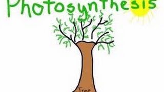 Photosynthesis in plants Animation  for Kids